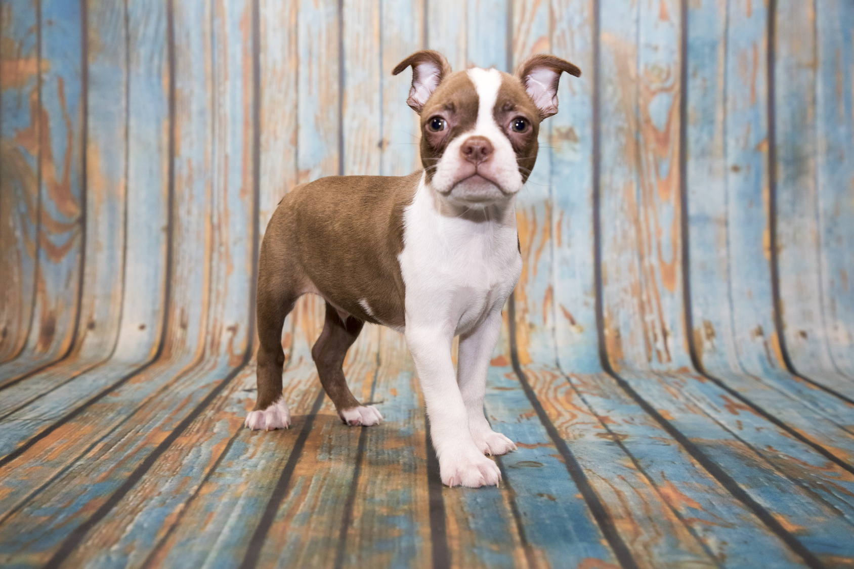 Boston Terrier chiot