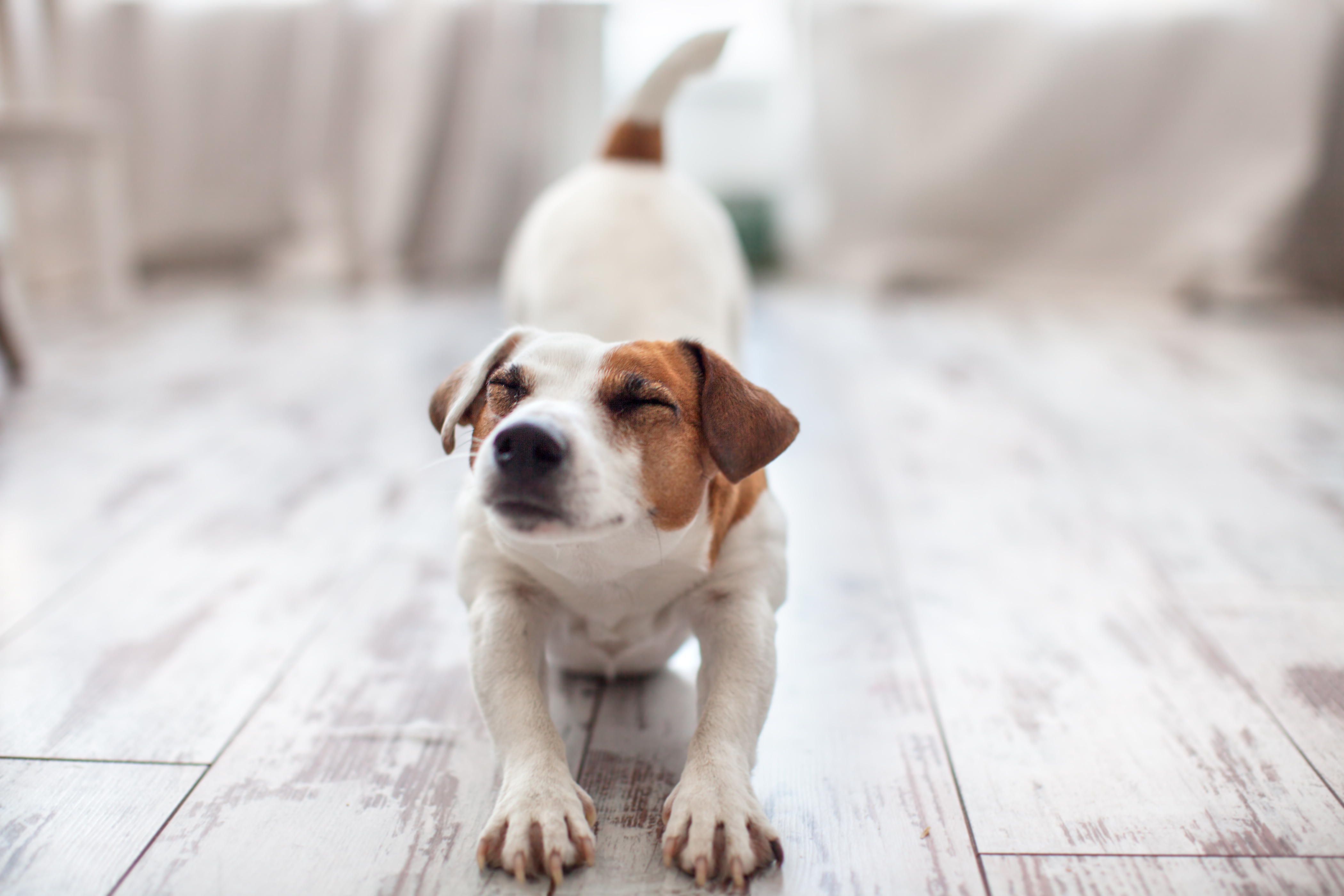 chien souffrant de pancréatite qui s'étire