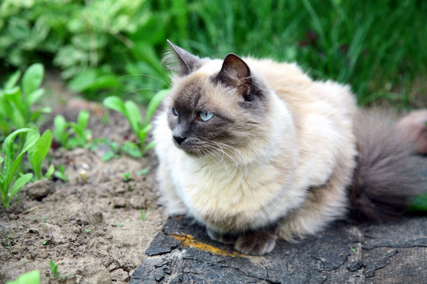 chat balinais dans un jardin