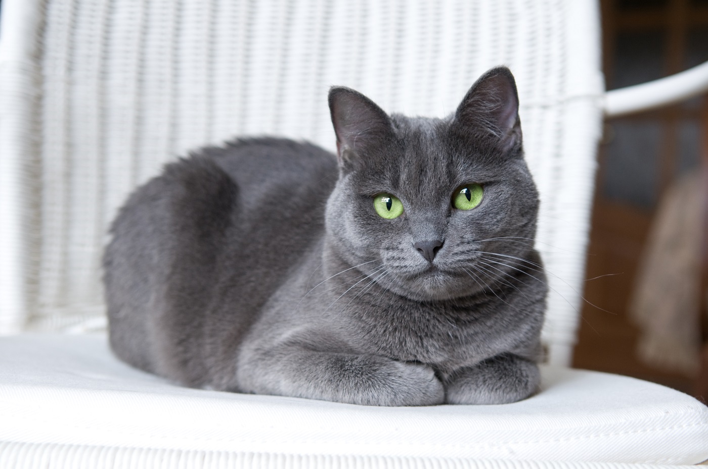 bleu russe sur une chaise blanche