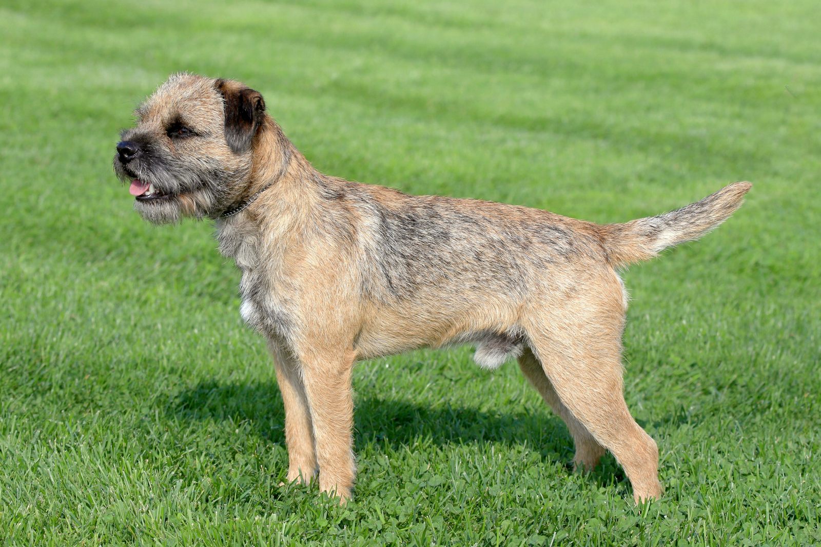 Border terrier : prix, caractère, élevage | Magazine zooplus