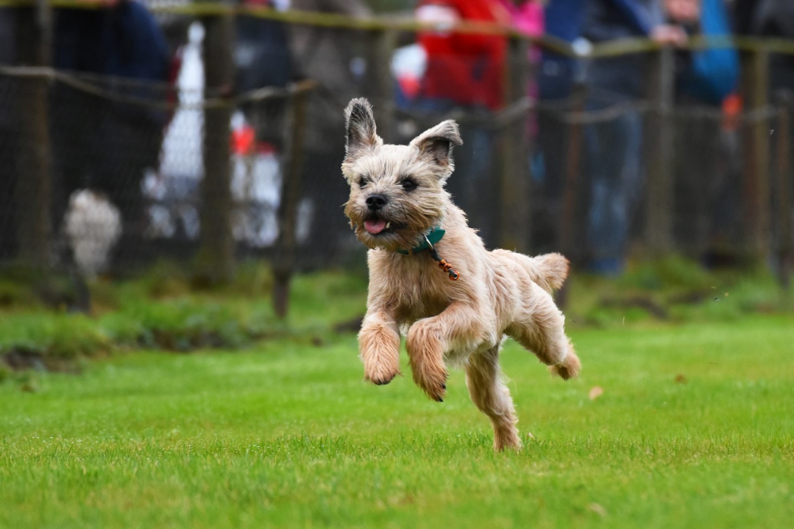 Border terrier : prix, caractère, élevage | Magazine zooplus