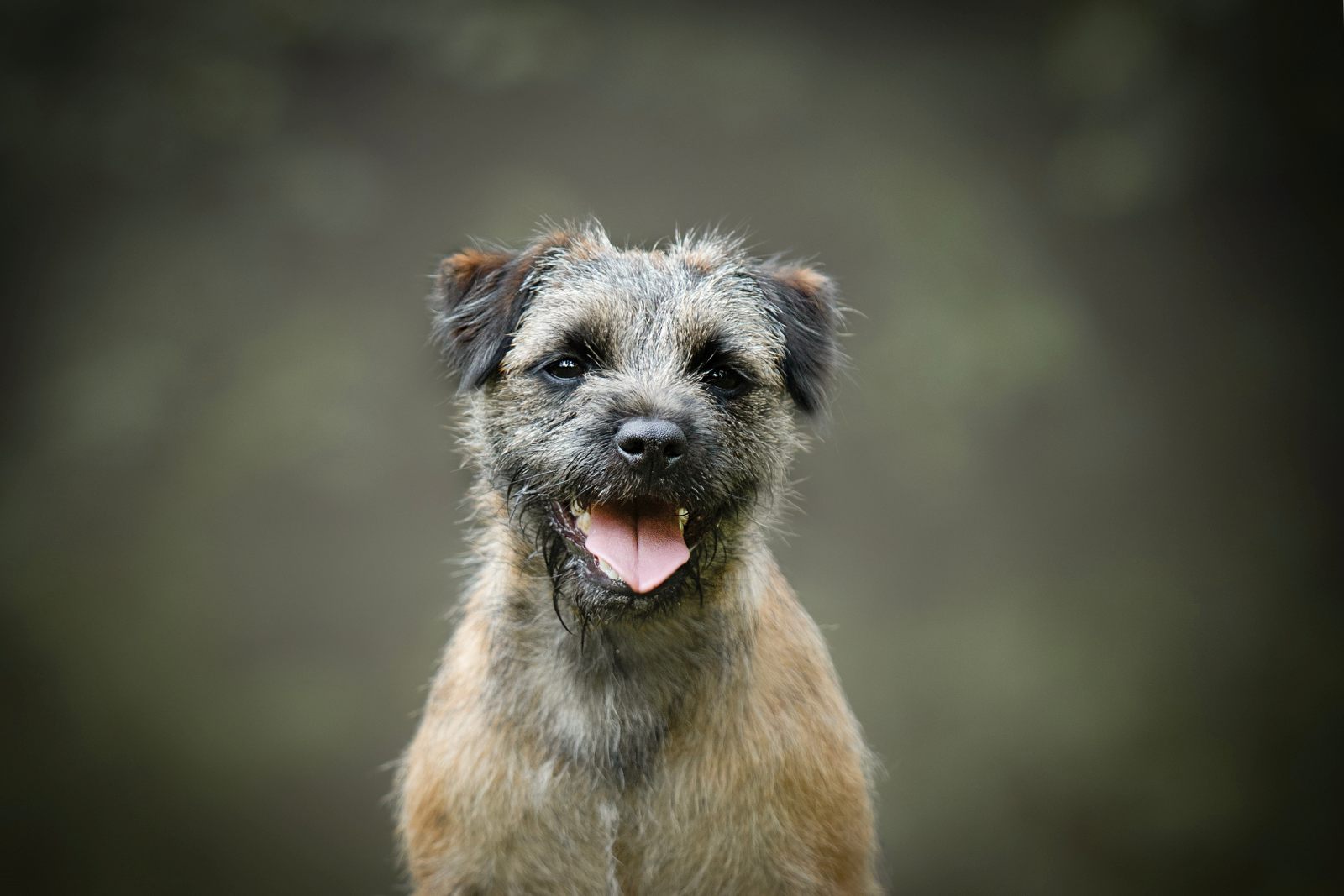 Border terrier : prix, caractère, élevage | Magazine zooplus