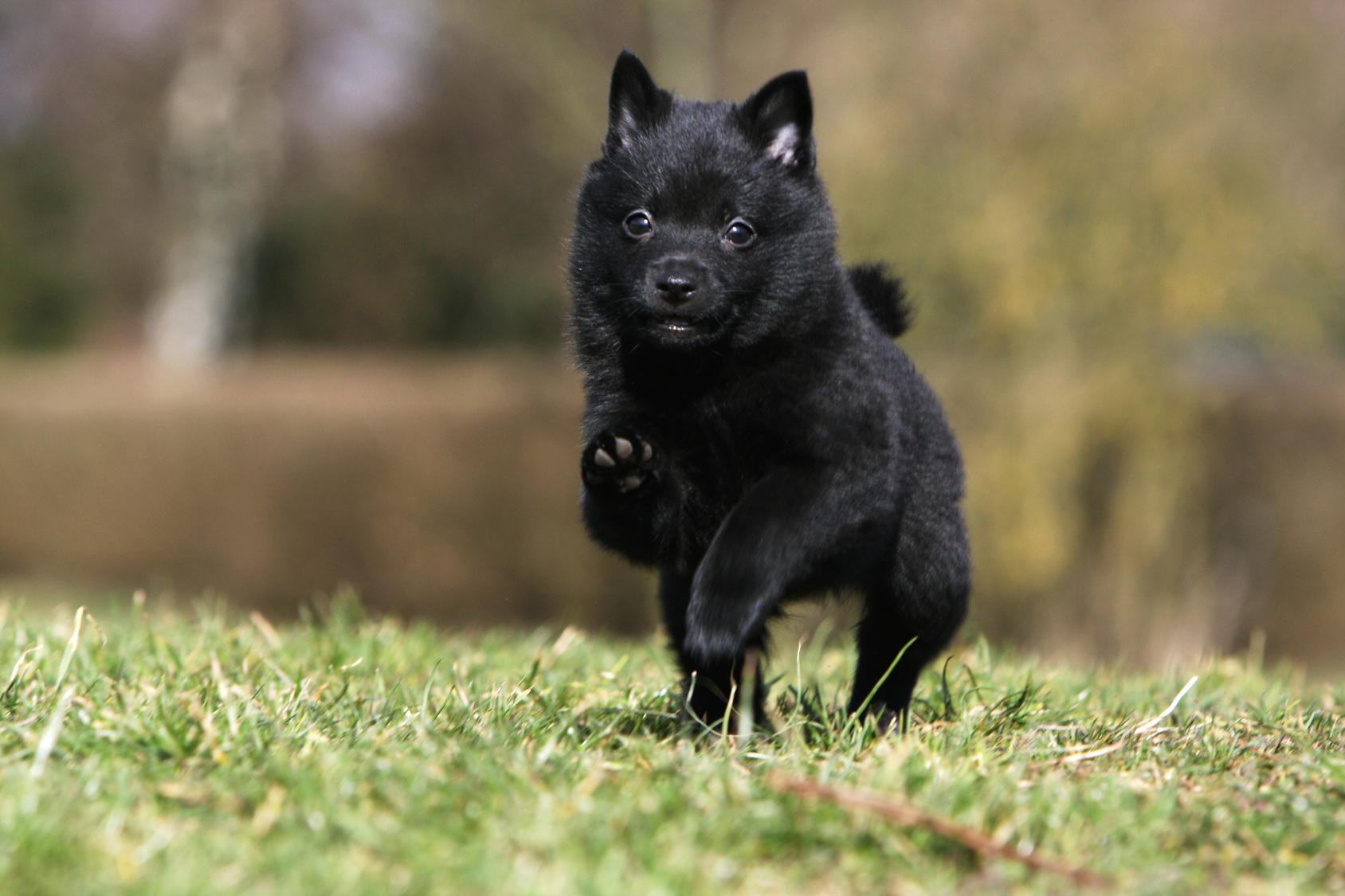 chiot schipperke qui court