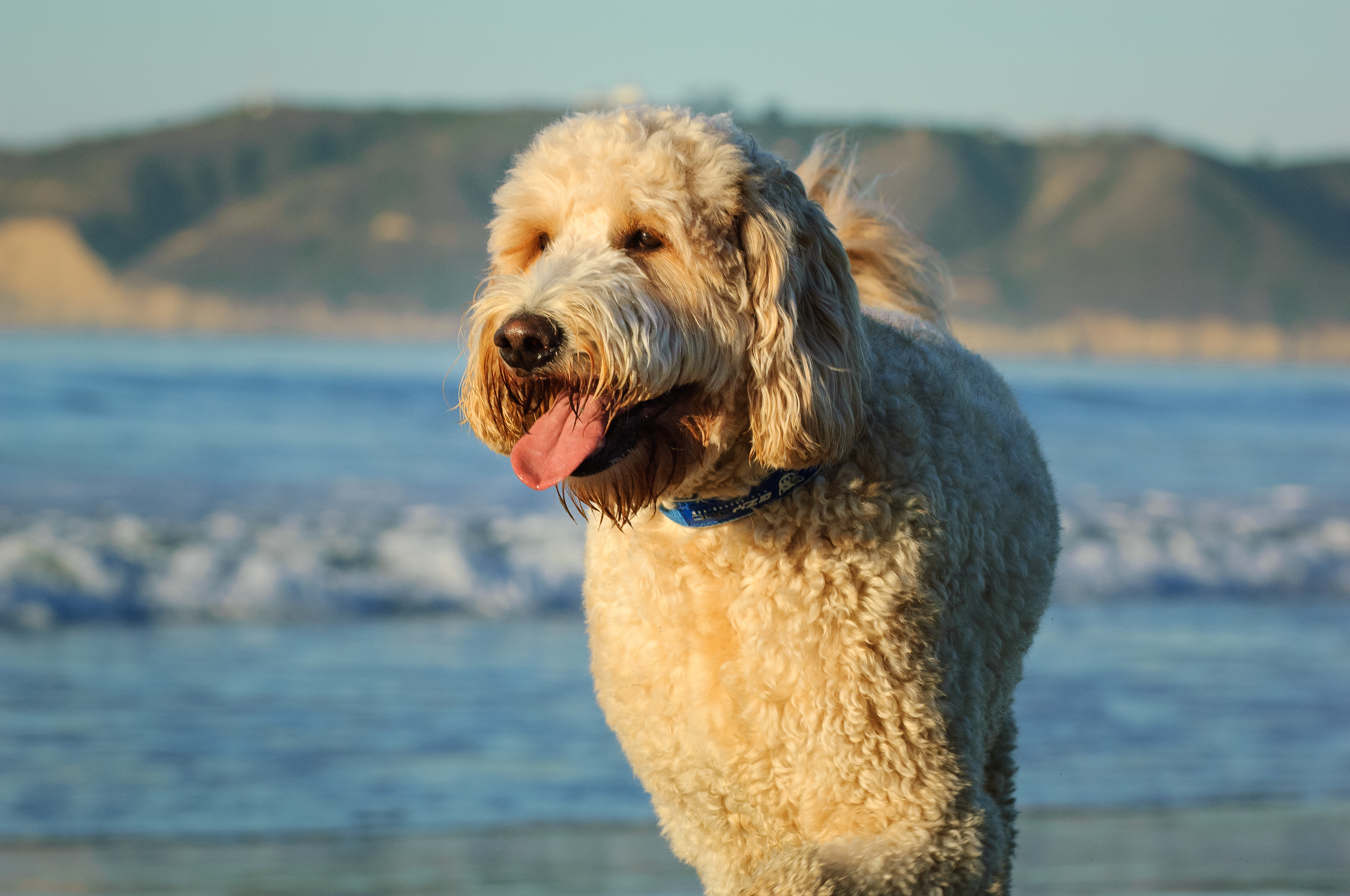 Goldendoodle sur la plage