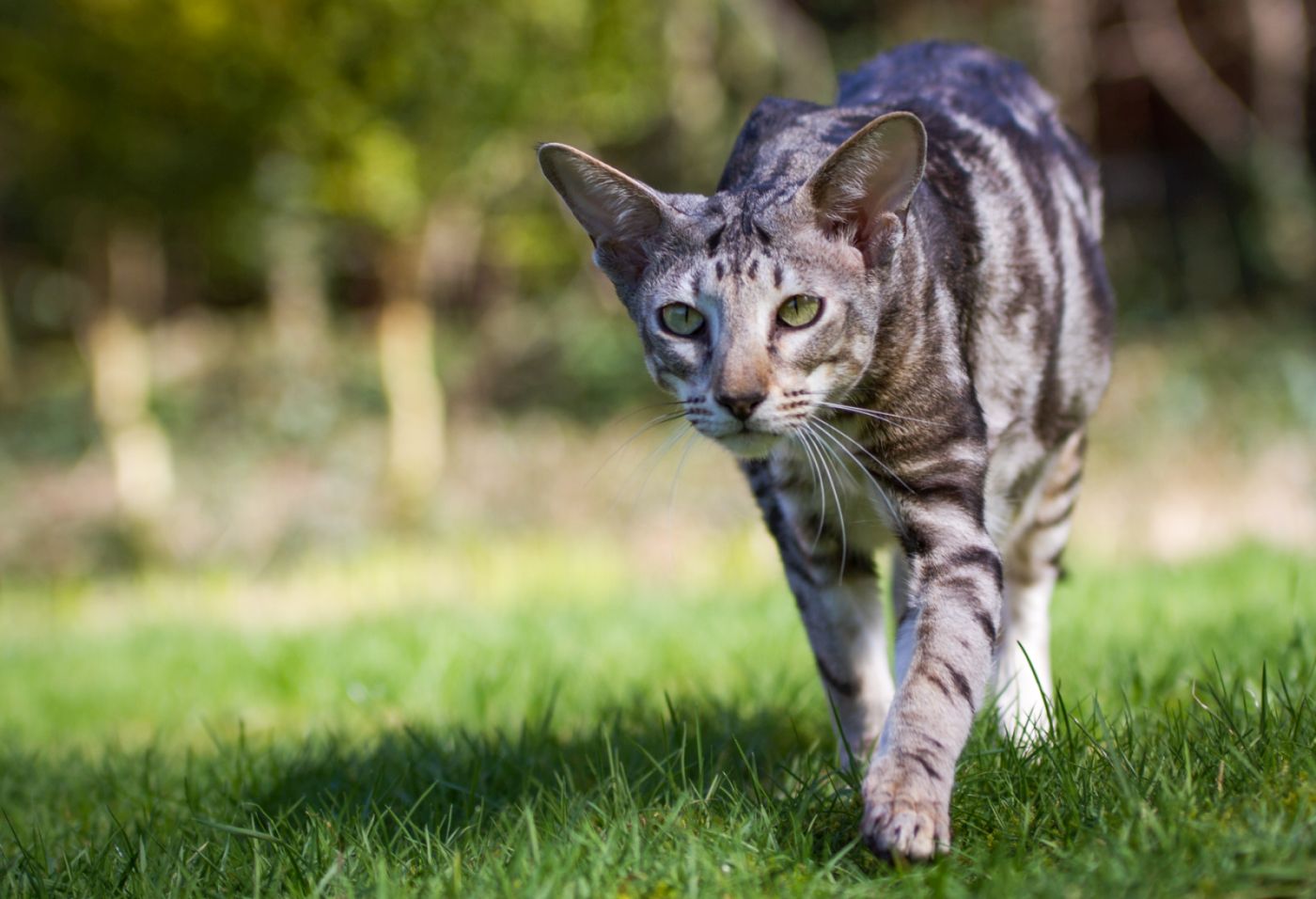 oriental shorthair debout dans l'herbe