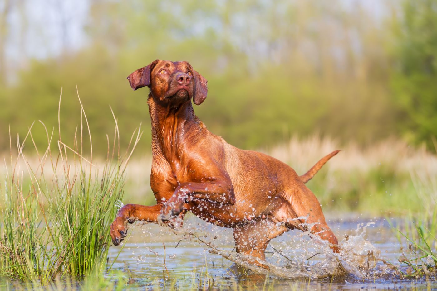 rhodesian ridgeback dans l'eau