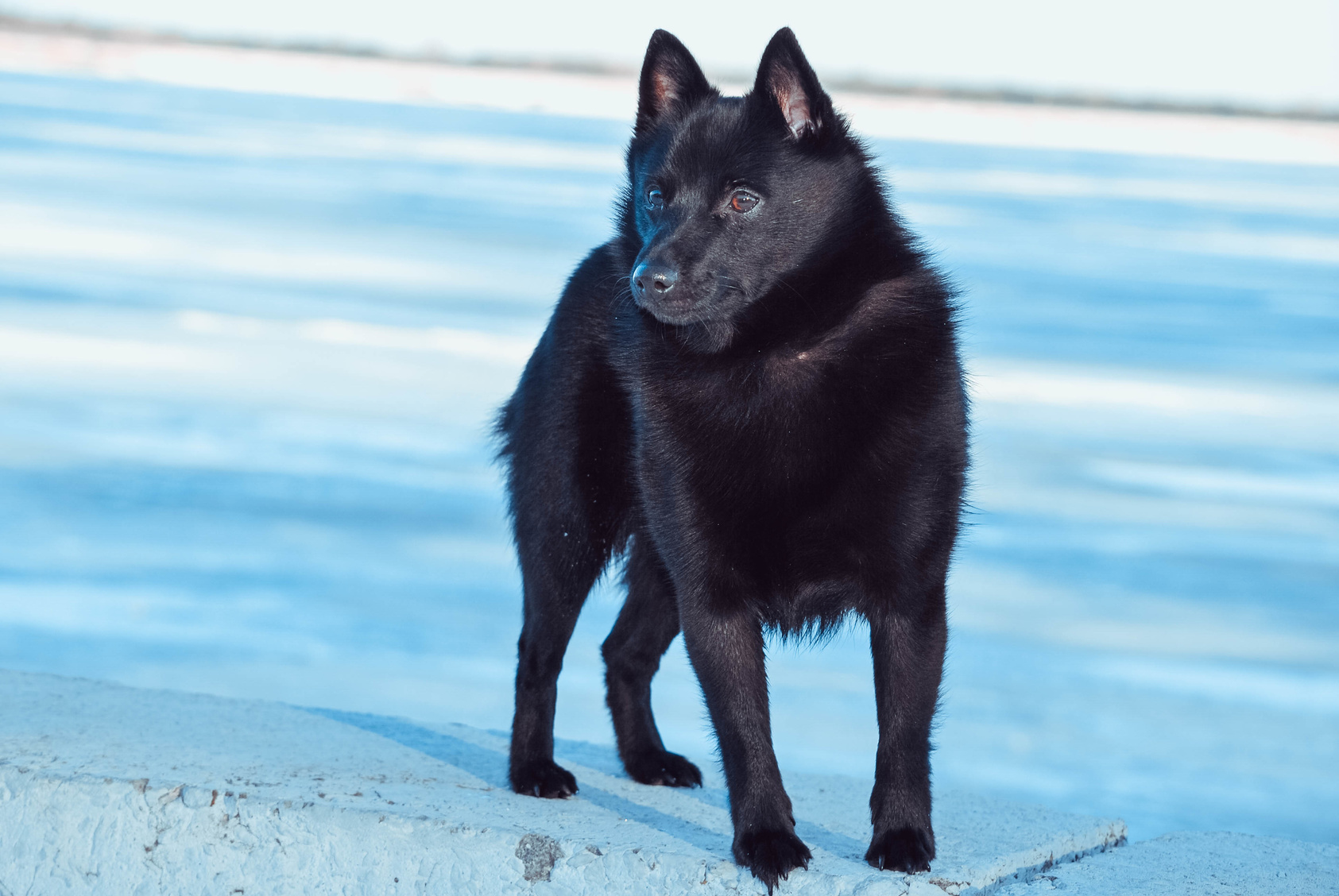 schipperke dehors en hiver