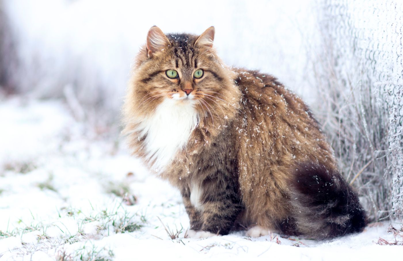 chat sibérien dans la neige