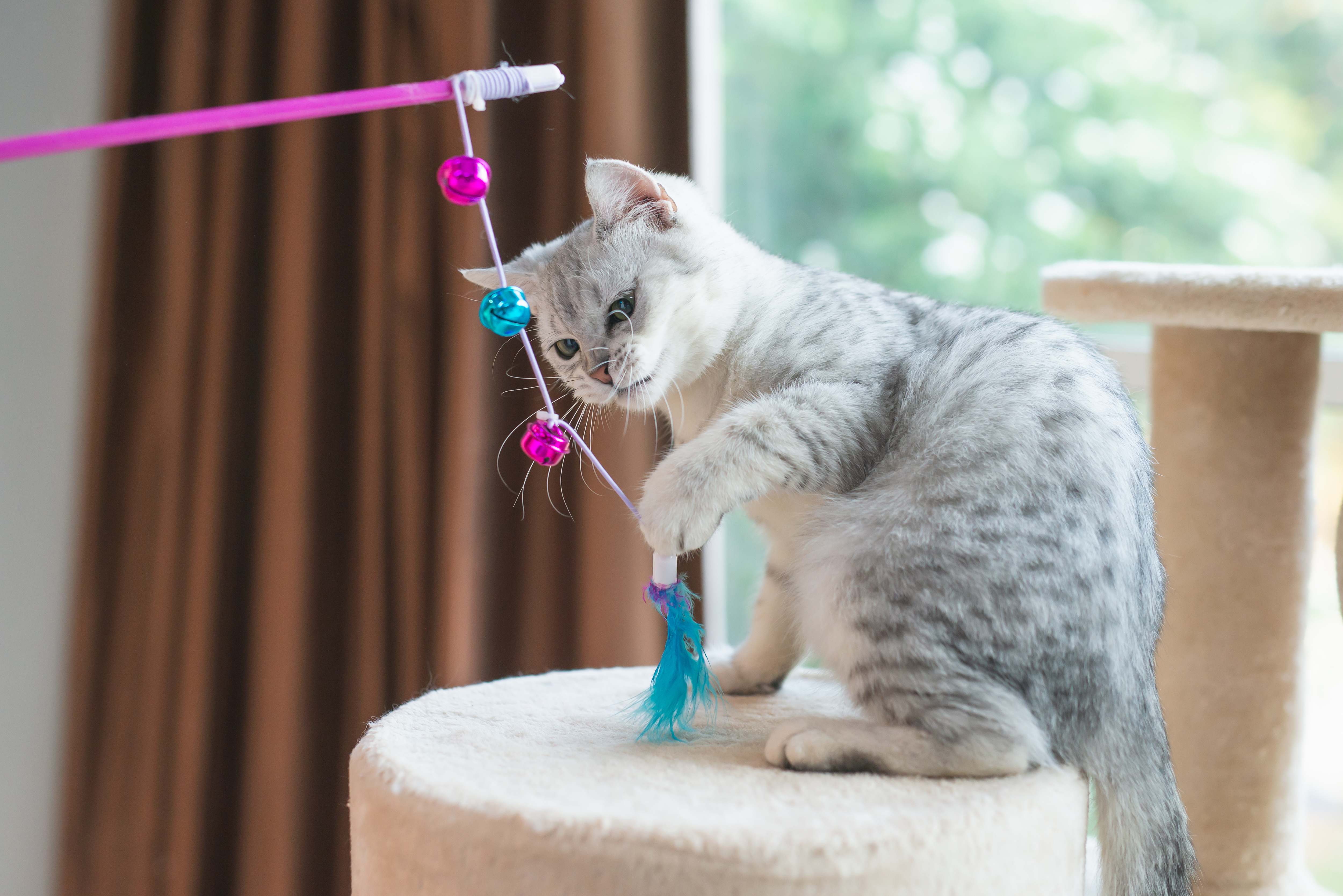 chaton avec des accessoires pour chat