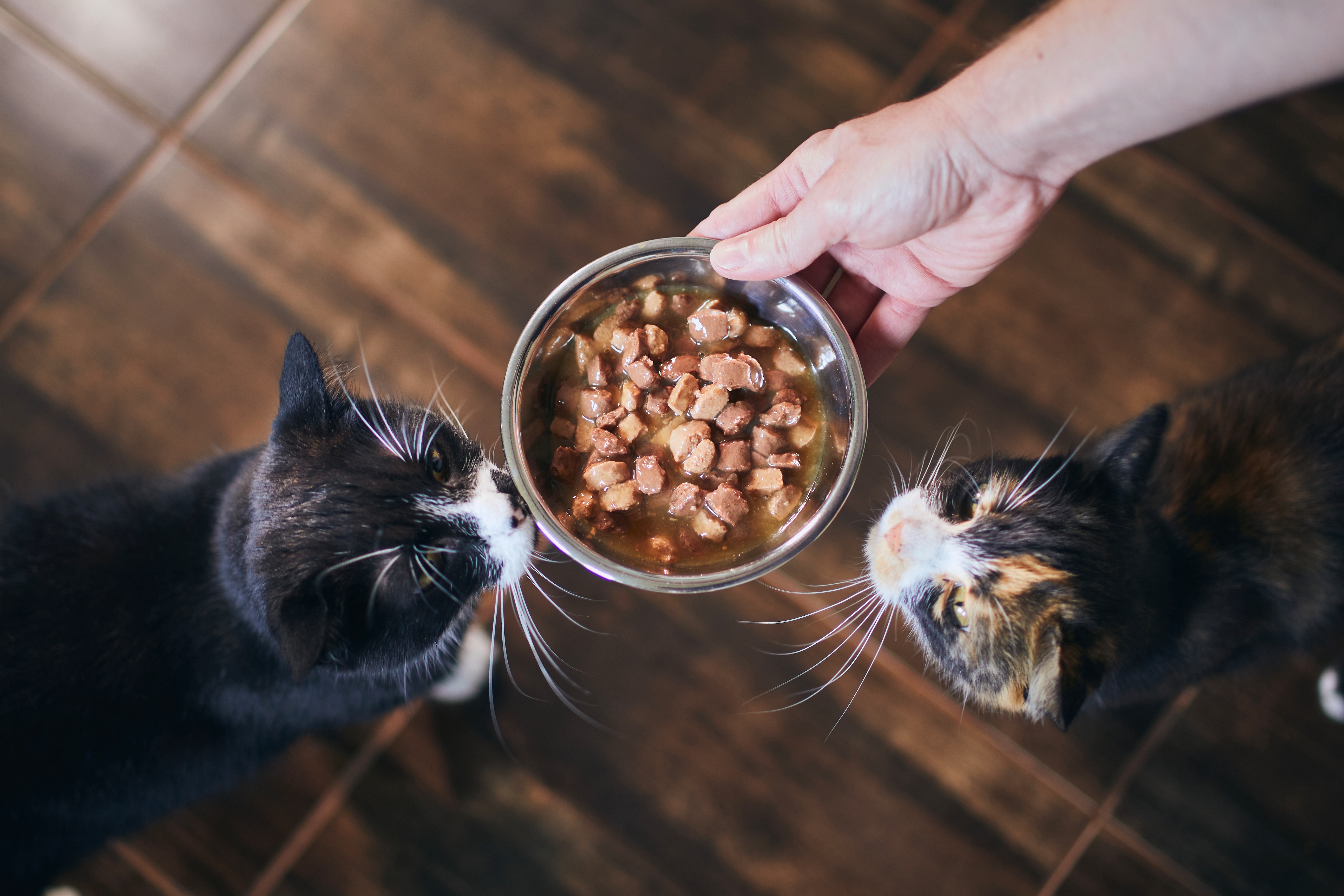 Cat sitter qui nourrit des chats