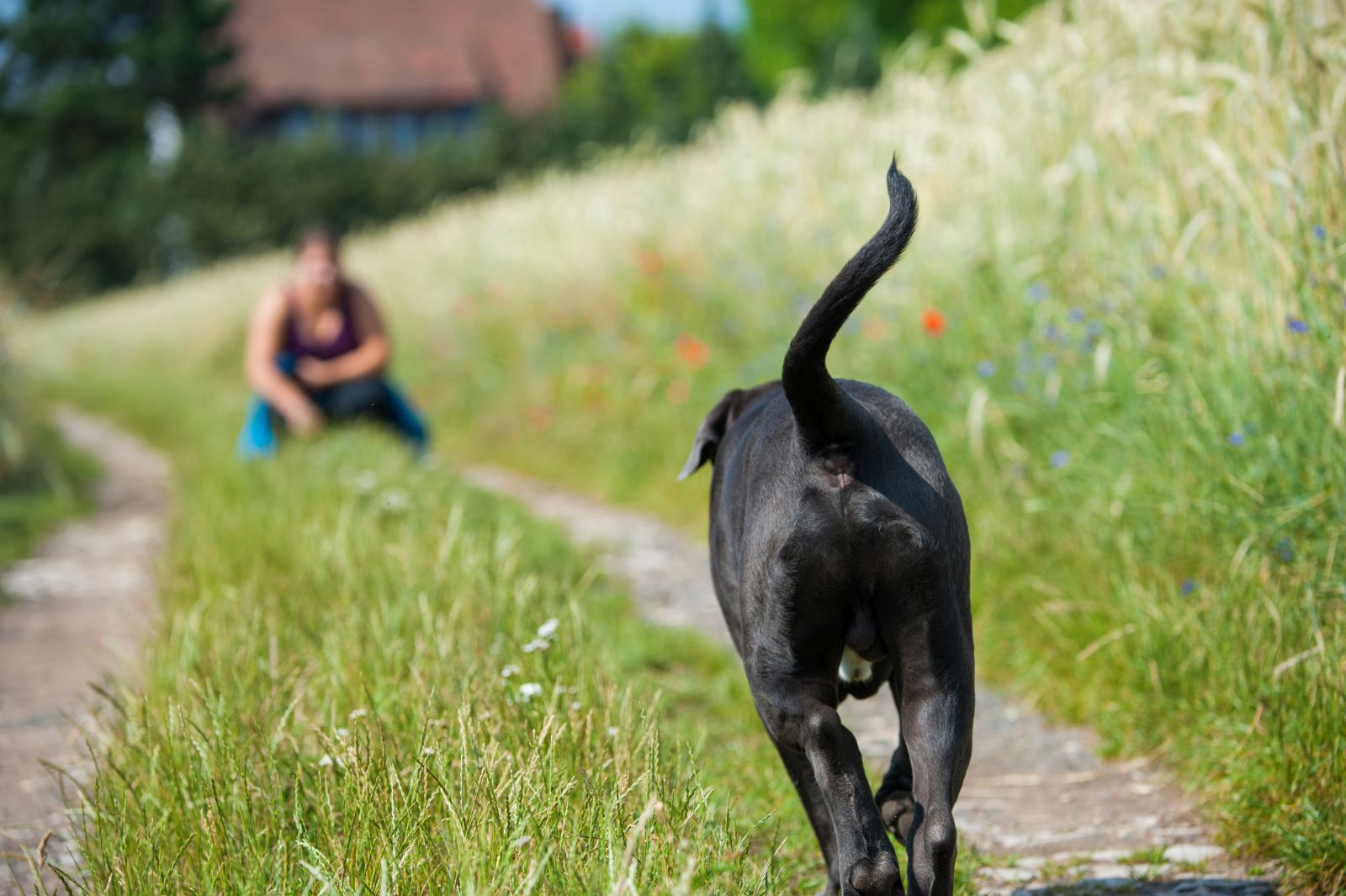 chien perdu qui retrouve son maître