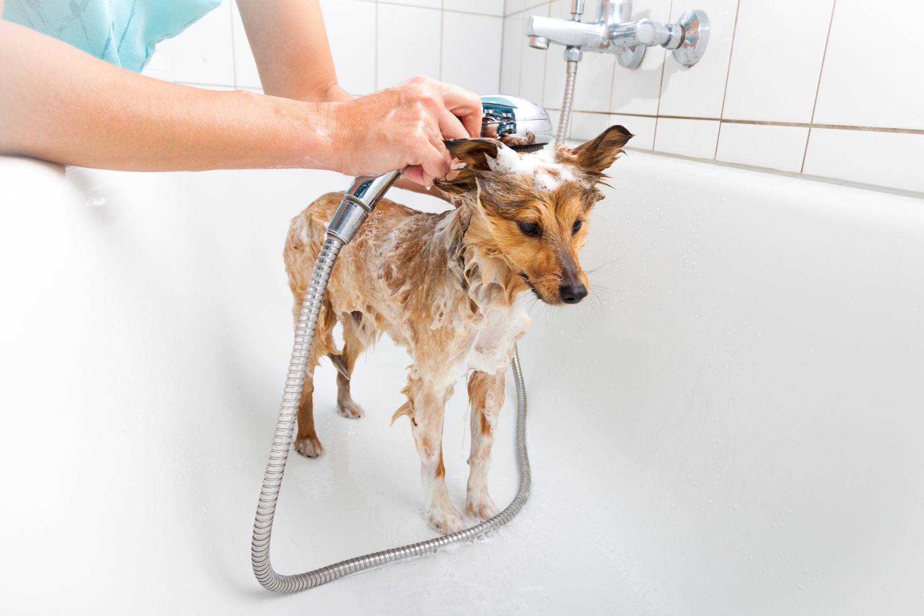 chien souffrant de pellicules se faisant laver dans un bain