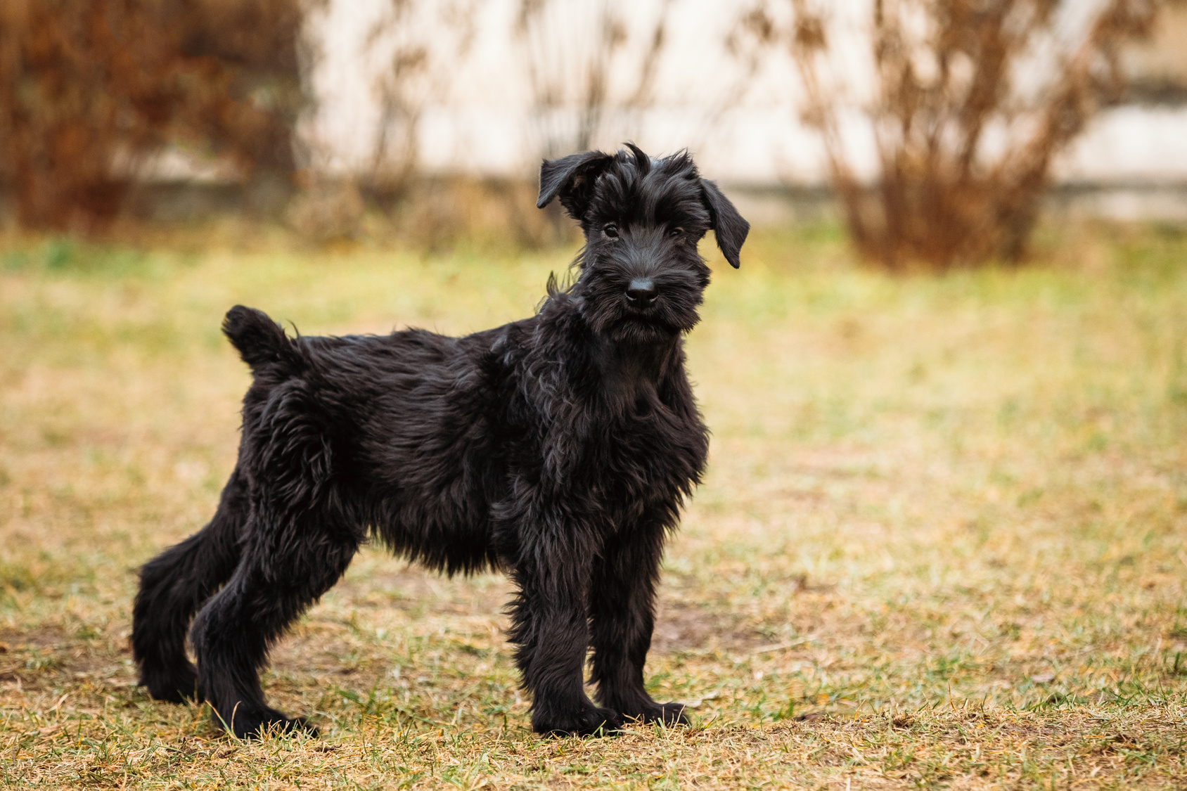 chiot de race schnauzer géant debout dans l'herbe