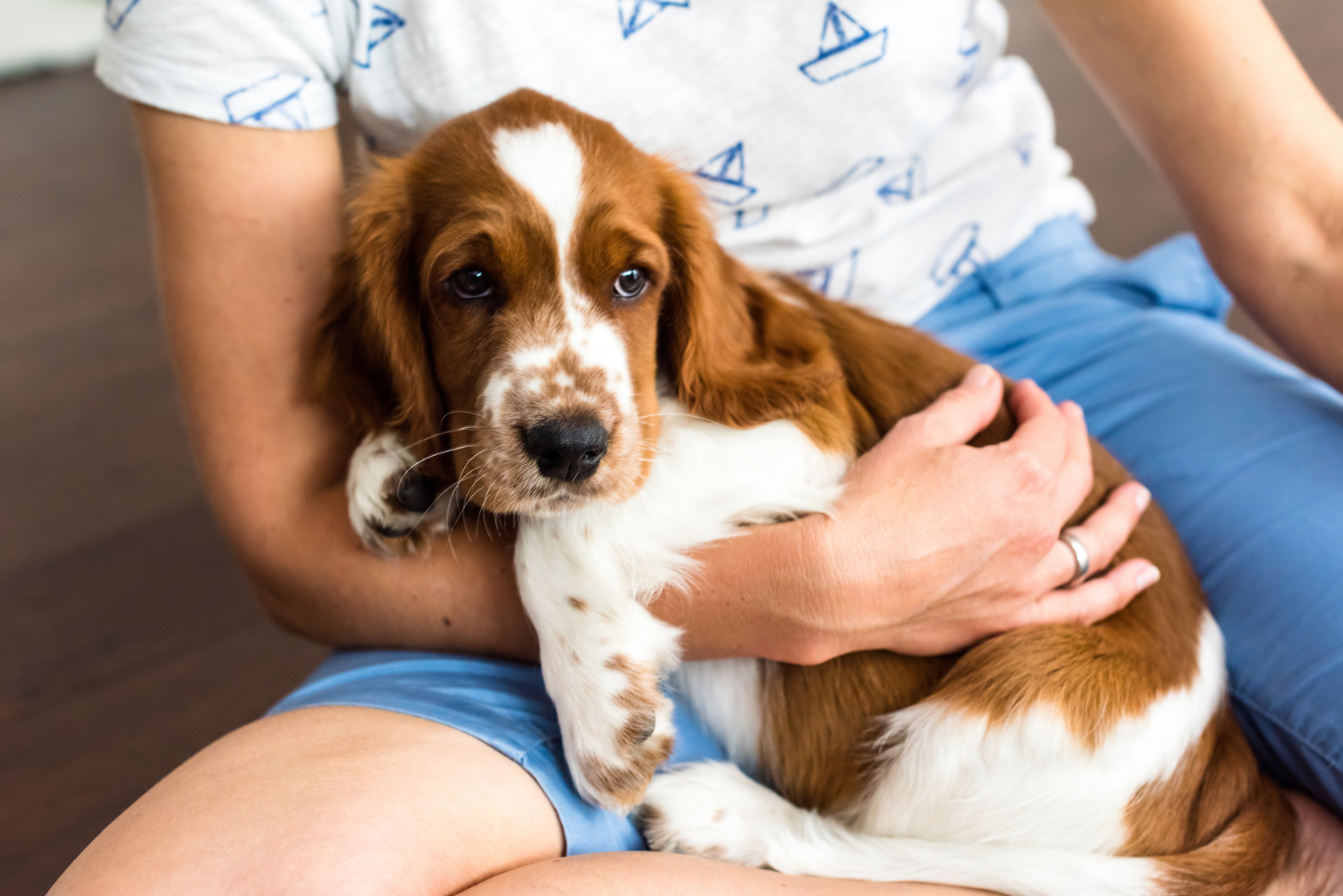 chiot springer anglais couché dans les bras d'un enfant