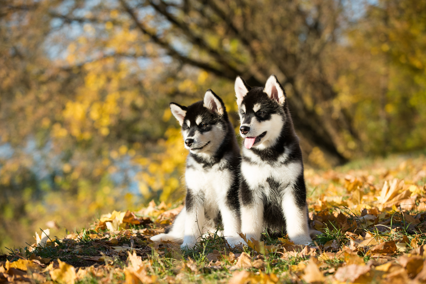 deux chiots malamute de l'alaska assis dans une forêt en automne