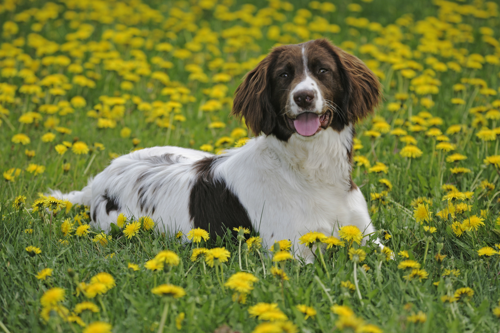 springer anglais couché dans un champ de pissenlits