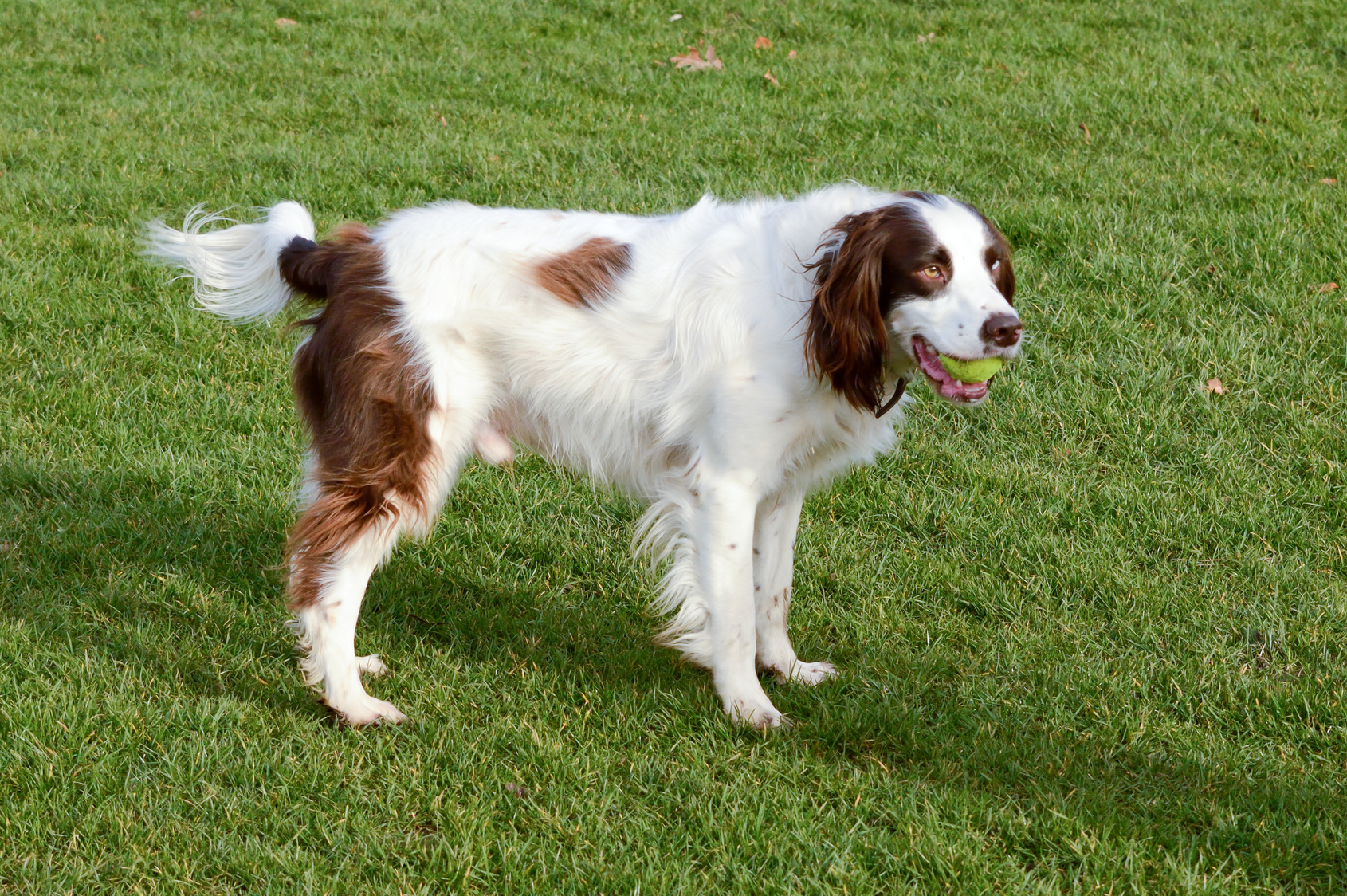 springer anglais dans l'herbe