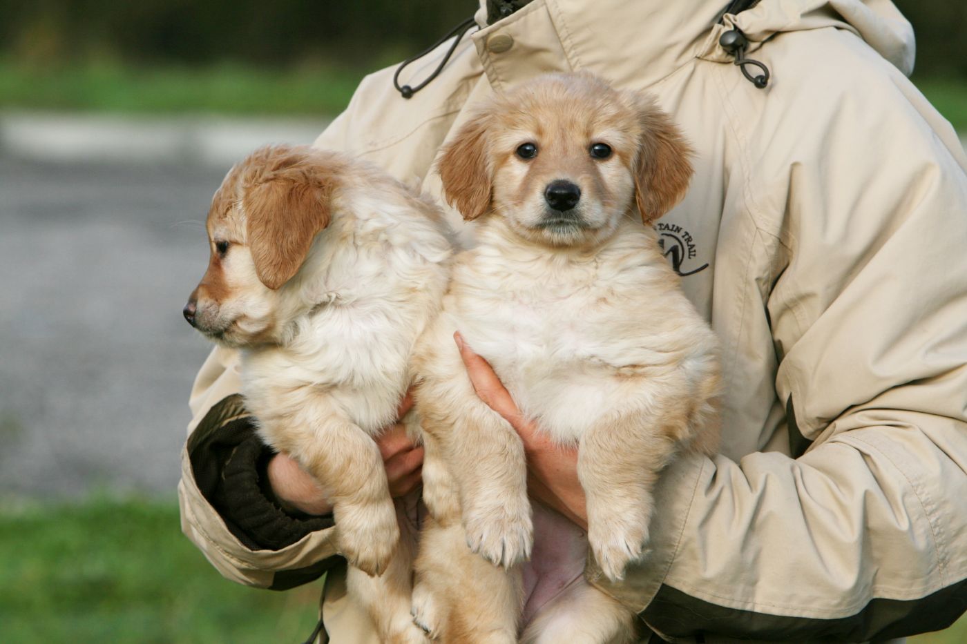 deux chiots hovawart