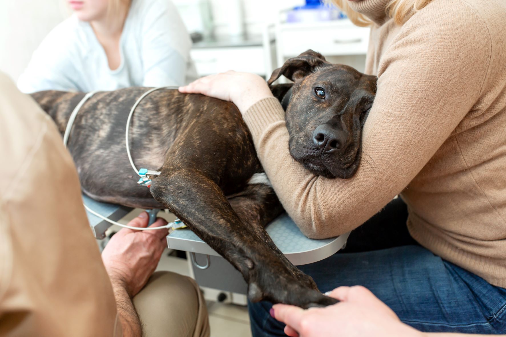 Un électrocardiogramme est nécessaire pour détecter l'insuffisance cardiaque chez le chien