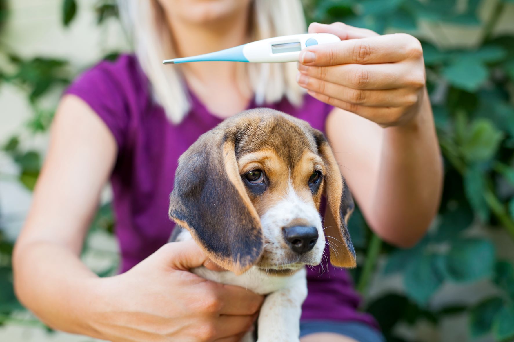 chien souffrant de toxoplasmose qui a de la fièvre