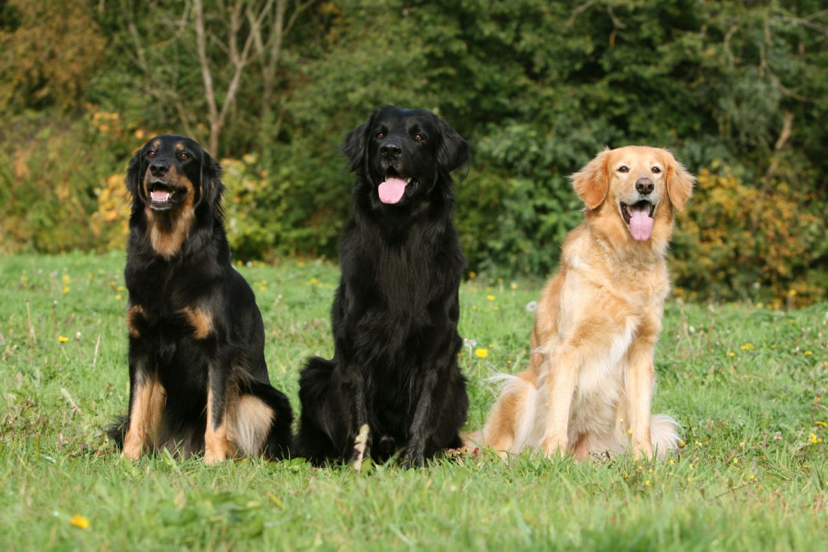 trois chiens hovawarts avec la gueule ouverte