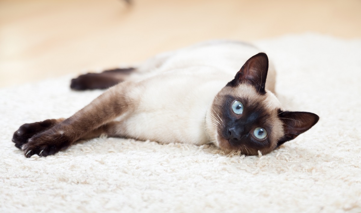 Le siamois est un chat à la robe au motif point