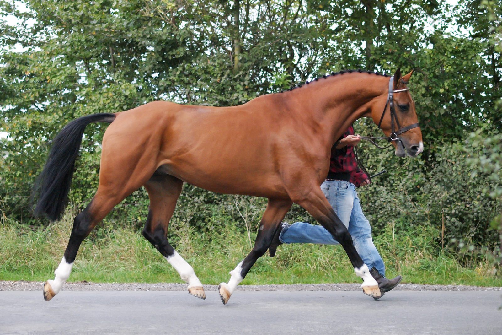 Le trot permet de vérifier si votre cheval souffre d'arthrose