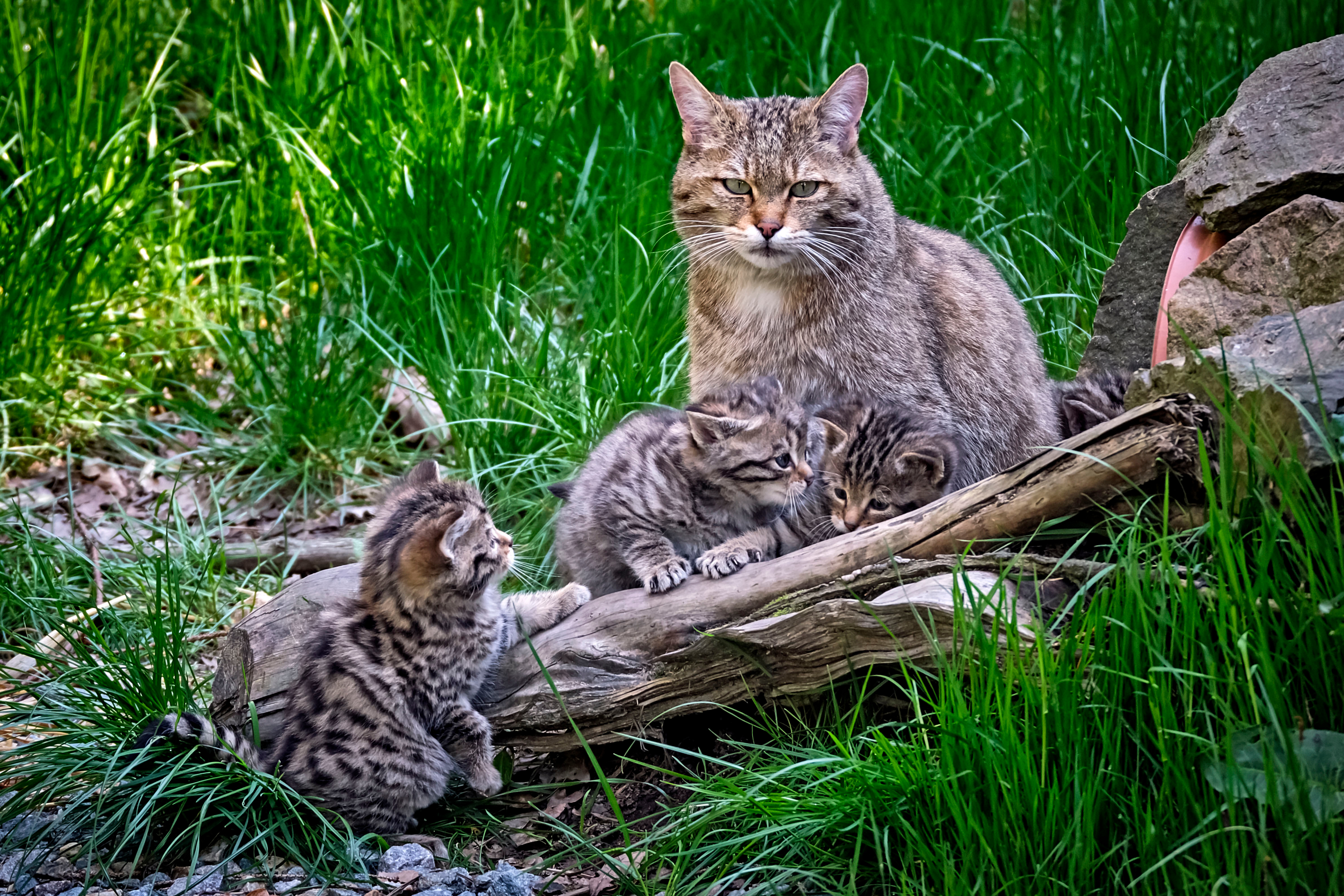 Un chat sauvage d'Europe avec ses chatons