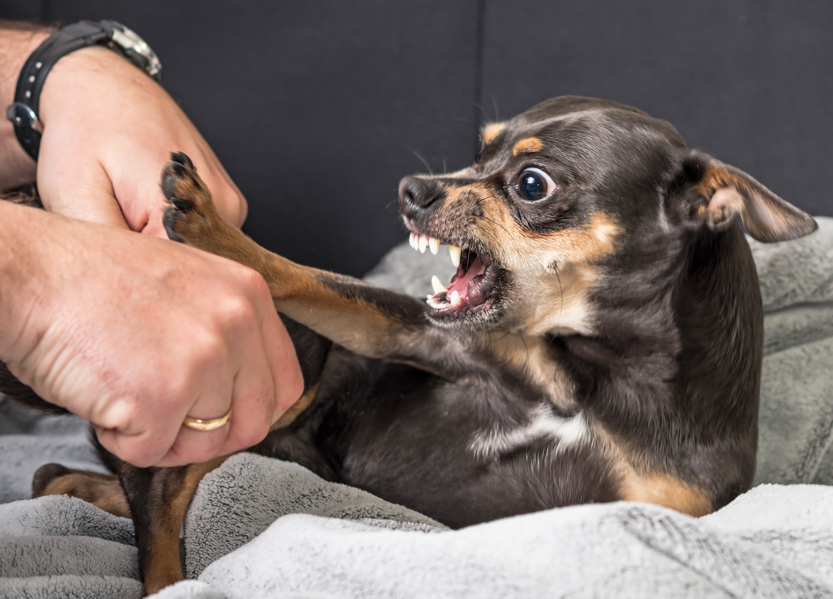 Un petit chien qui mord