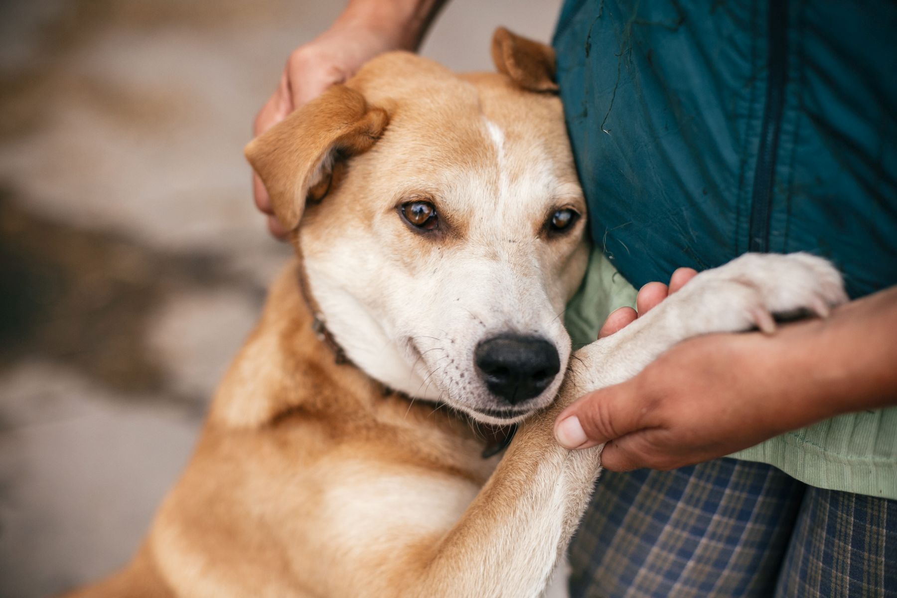 Un chien qui a confiance en l'homme se réfugie auprès de lui