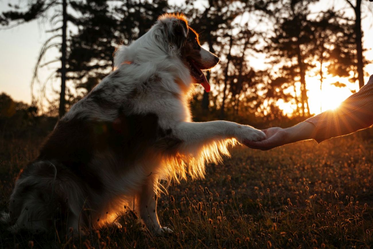 Un éducateur canin peut aider à établir une bonne relation homme chien