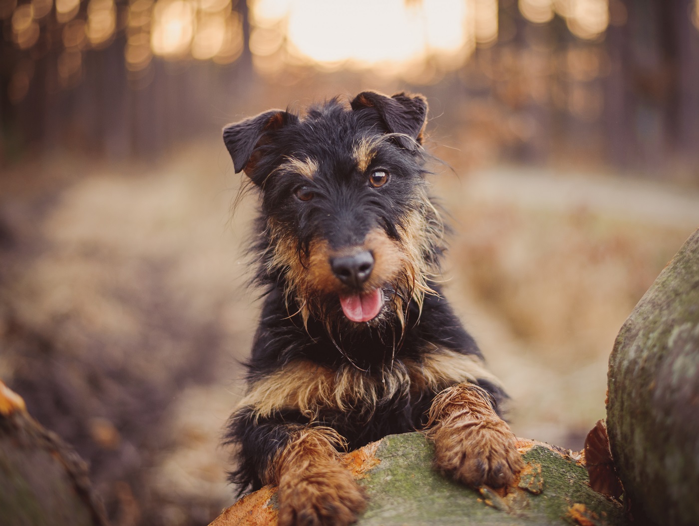 Le Jagdterrier est un chien au poil rêche