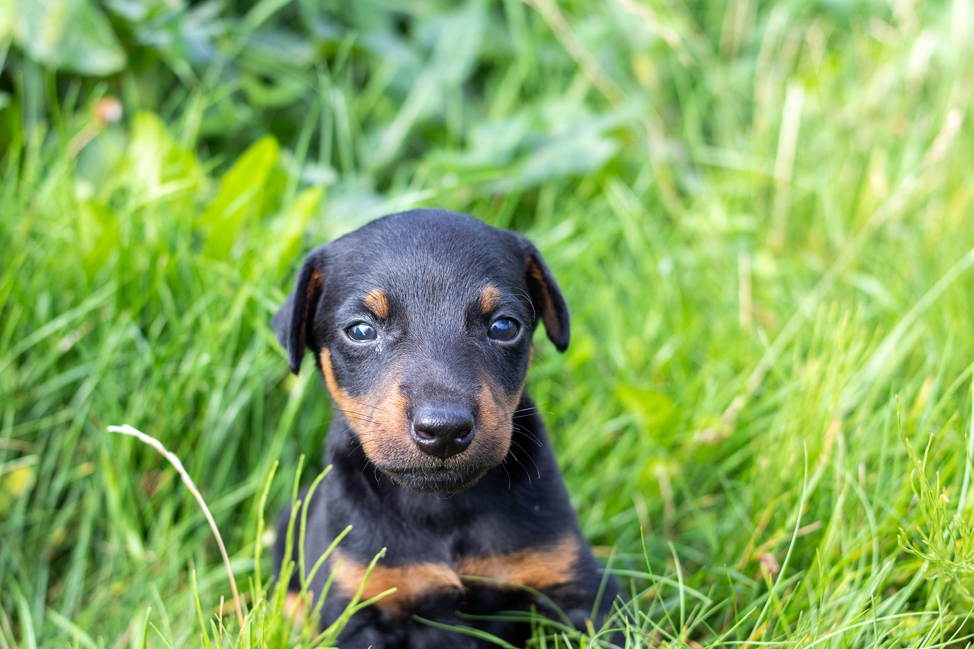 Pour un acheter un chiot Jagdterrier, adressez-vous à un élevage spécialisé