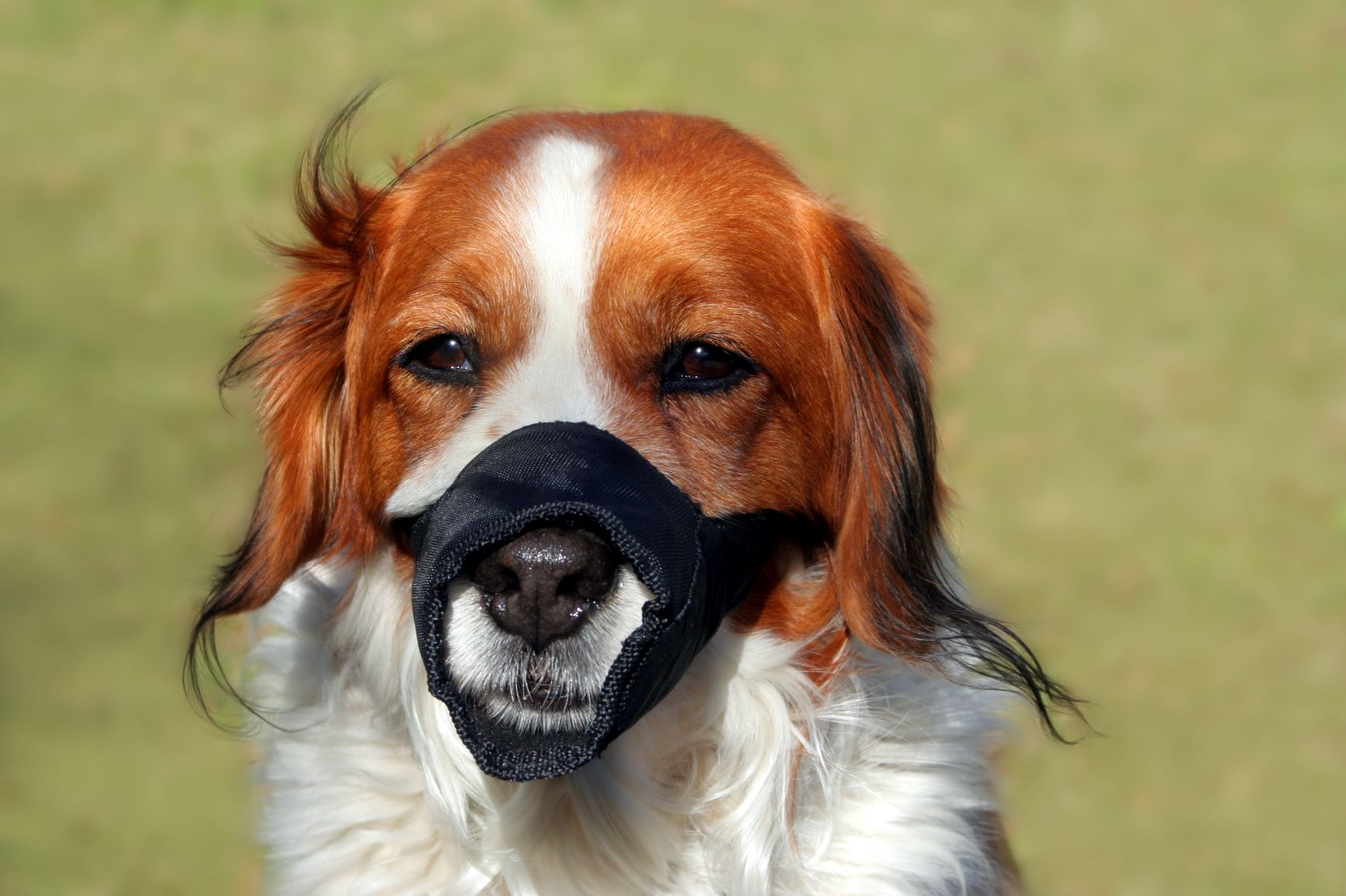 La muselière pour chien en nylon peut entraver la respiration de votre compagnon