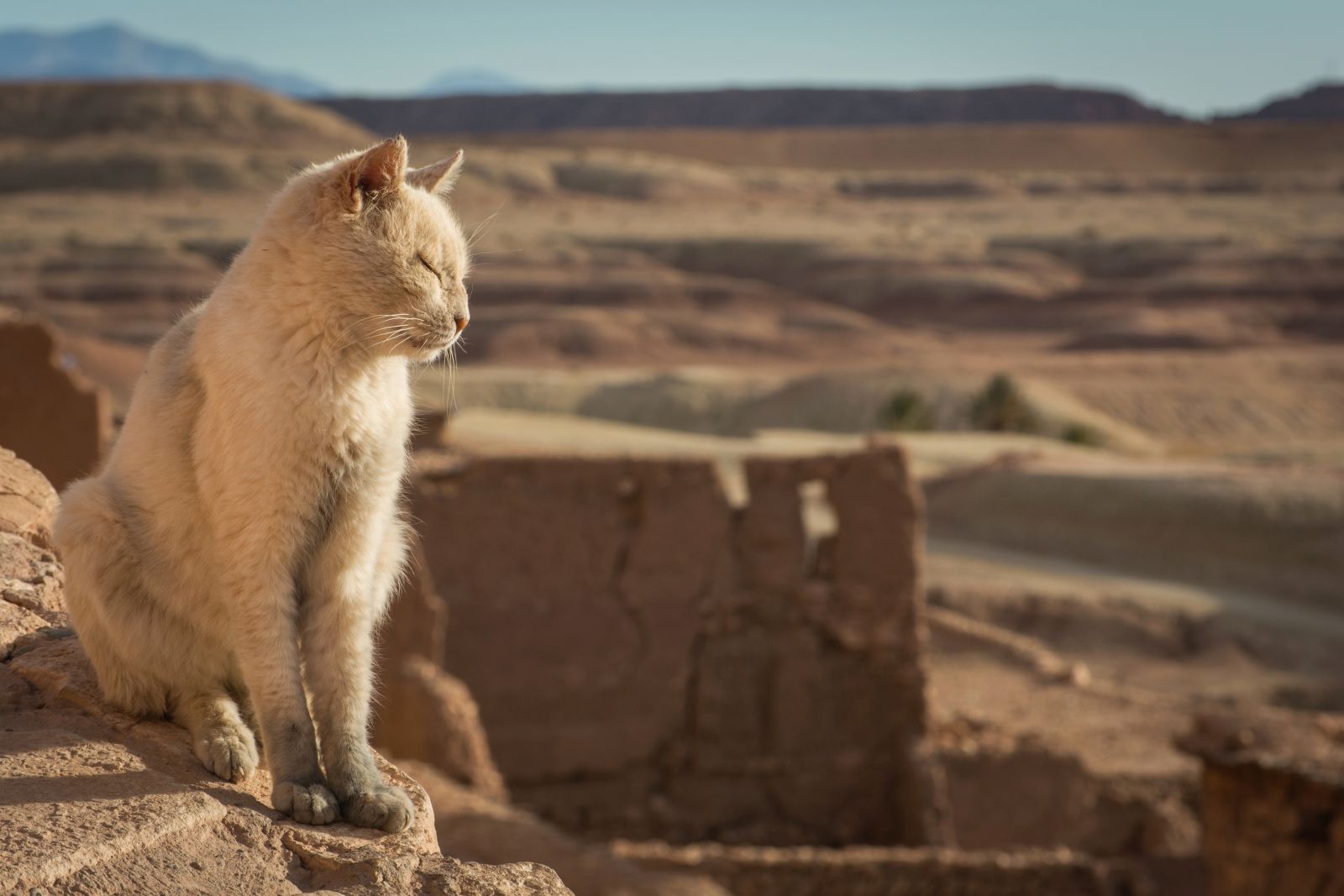 L'ancêtre du chat vient d'un environnement aride