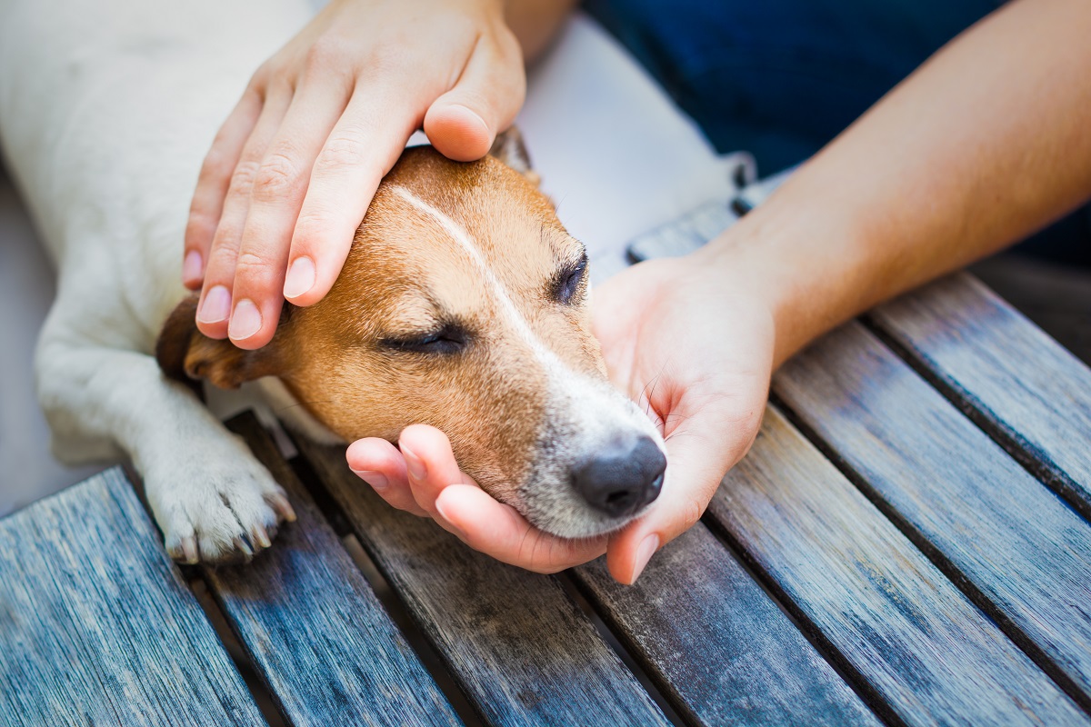 En cas d'AVC chez le chien, contactez le vétérinaire