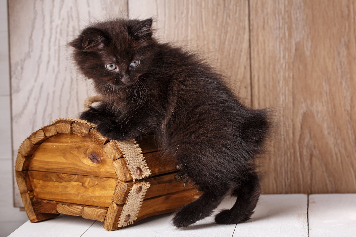 Chaton Bobtail amrica