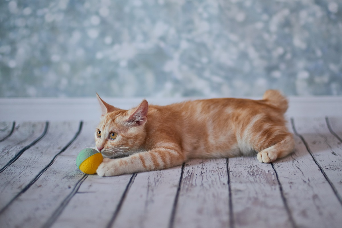 Un petit Bobtail américain joue à la balle