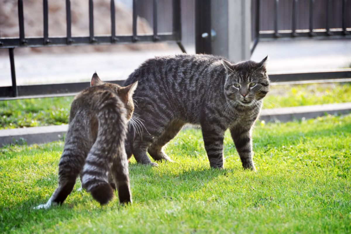 les chats jaloux peuvent se battre entre eux