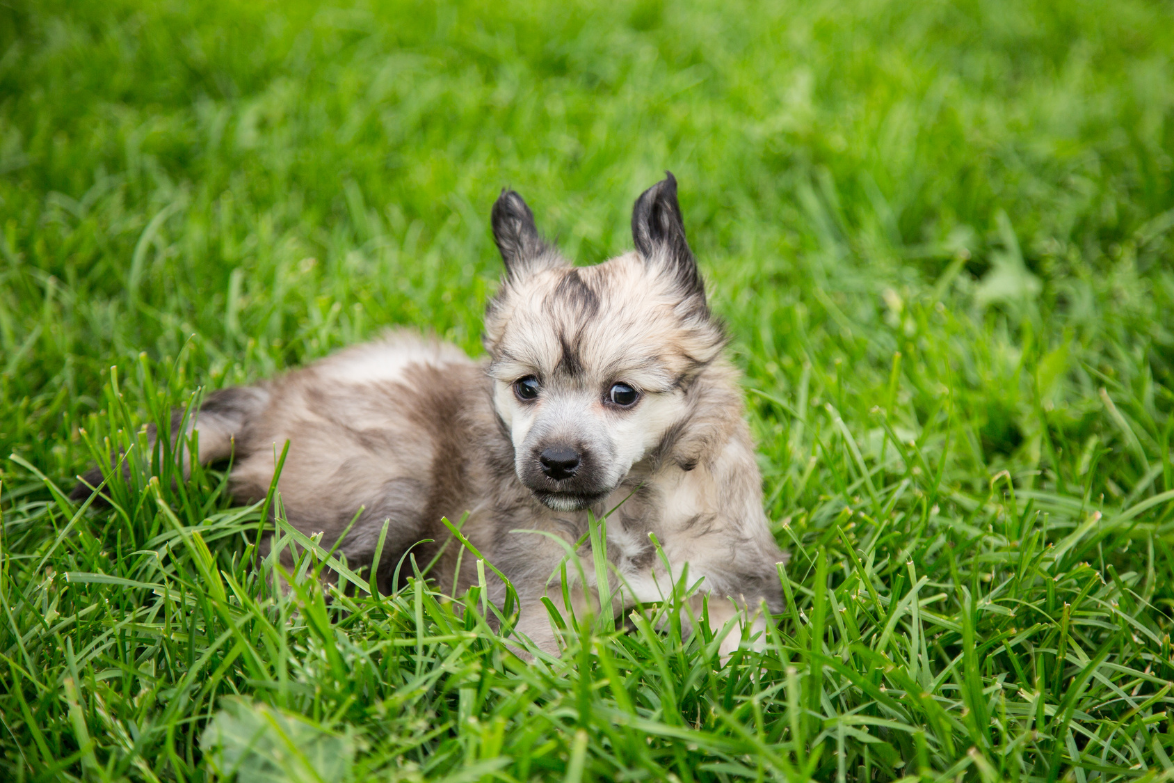 Un chiot de chien chinois à crête