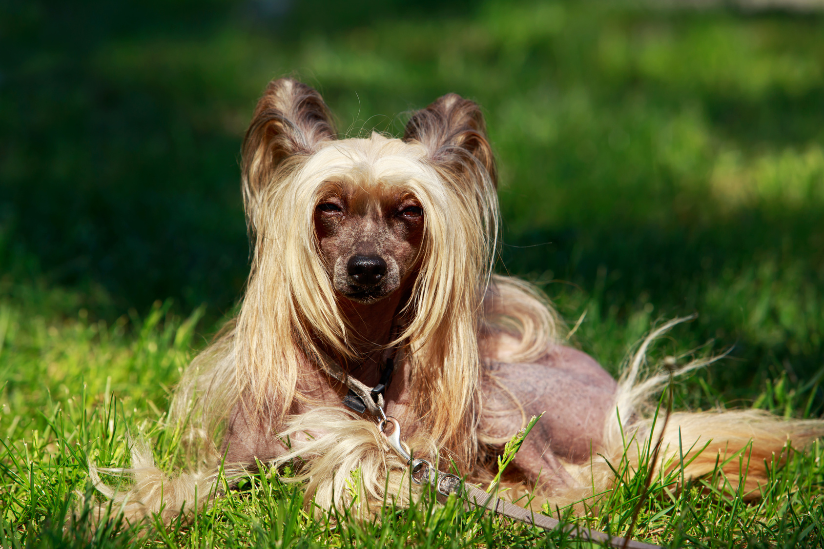 Le chien chinois à crête est particulièrement affectueux