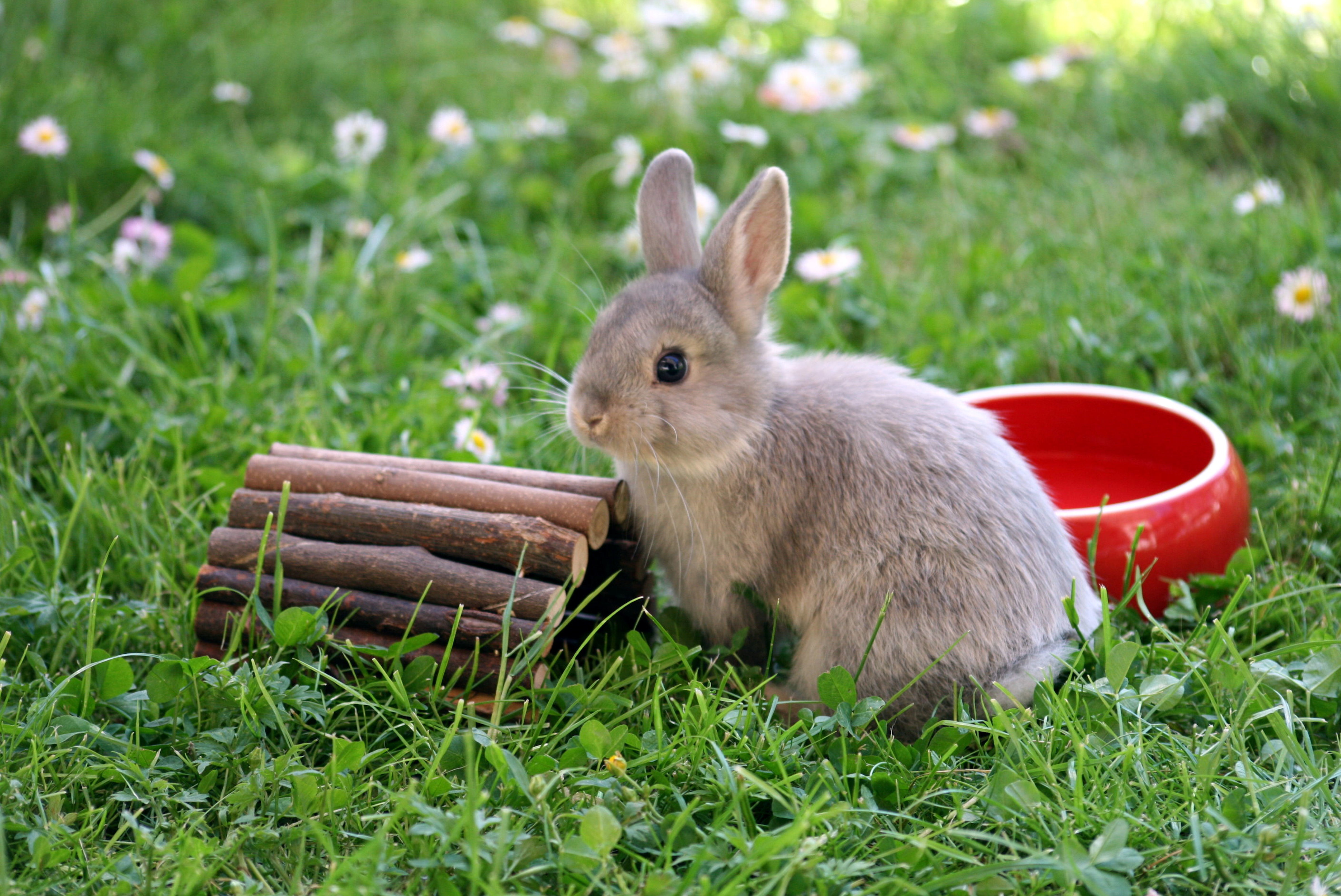 Coccidiose chez le lapin