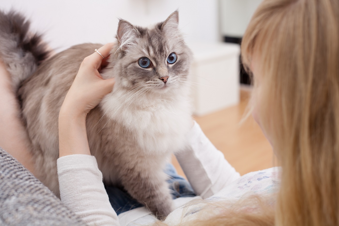 Acheter un chat peut être onéreux