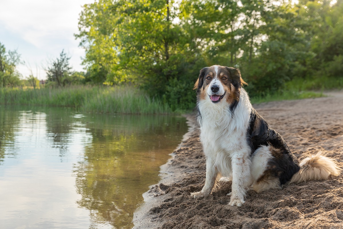 Un berger anglais au bord d'une rivière