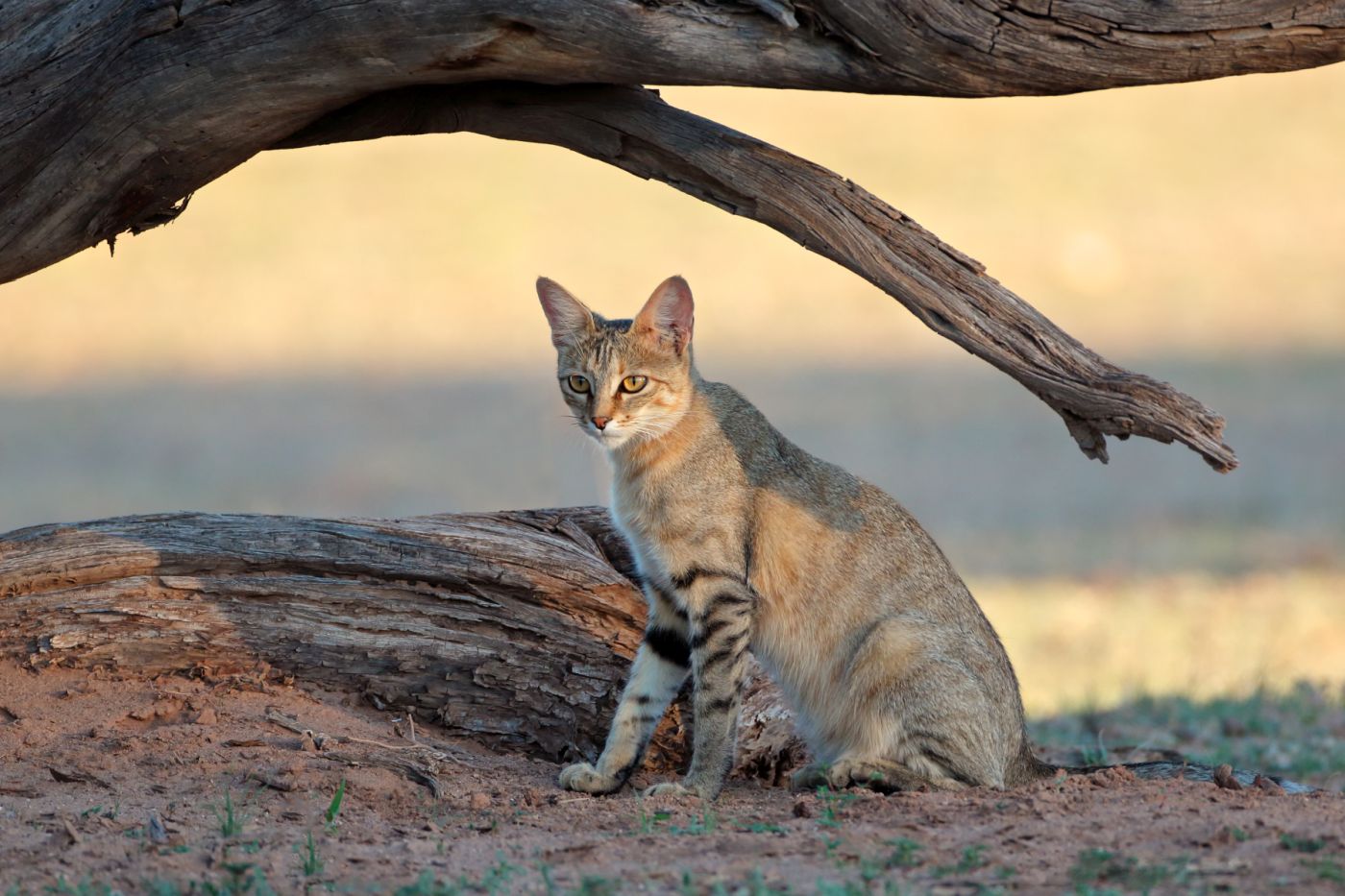 Chat sauvage dAfrique ou Chat ganté : ancêtre de tous les chats ?