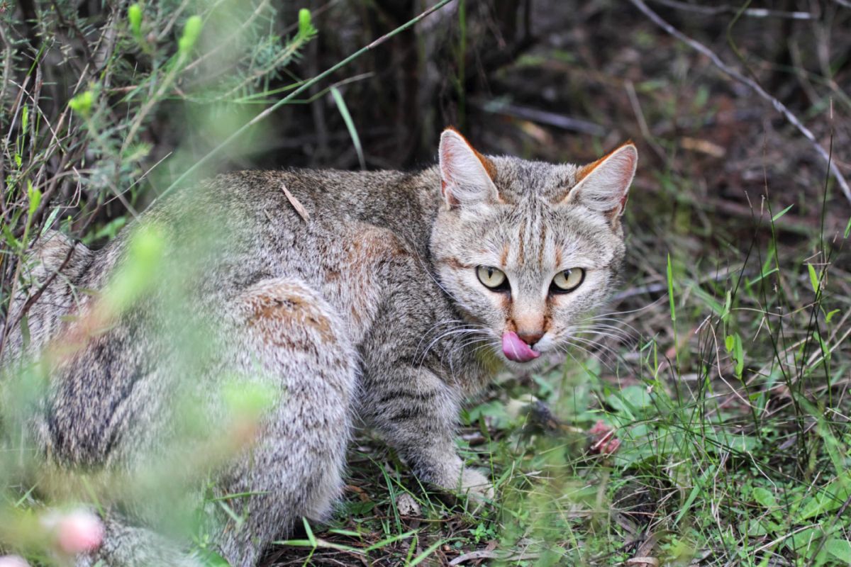 Un chat sauvage d'Afrique en forêt