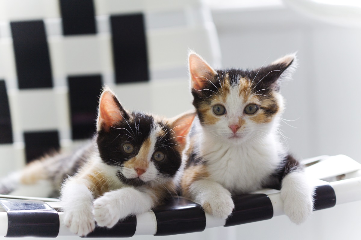 Deux jeunes chats tricolores