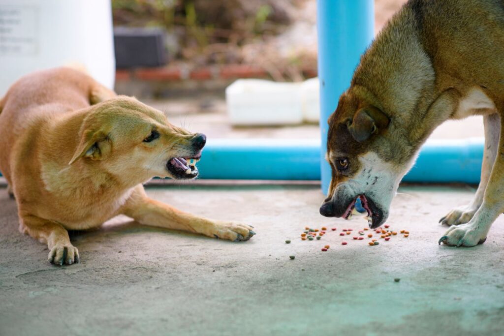 chien jaloux pour de la nourriture