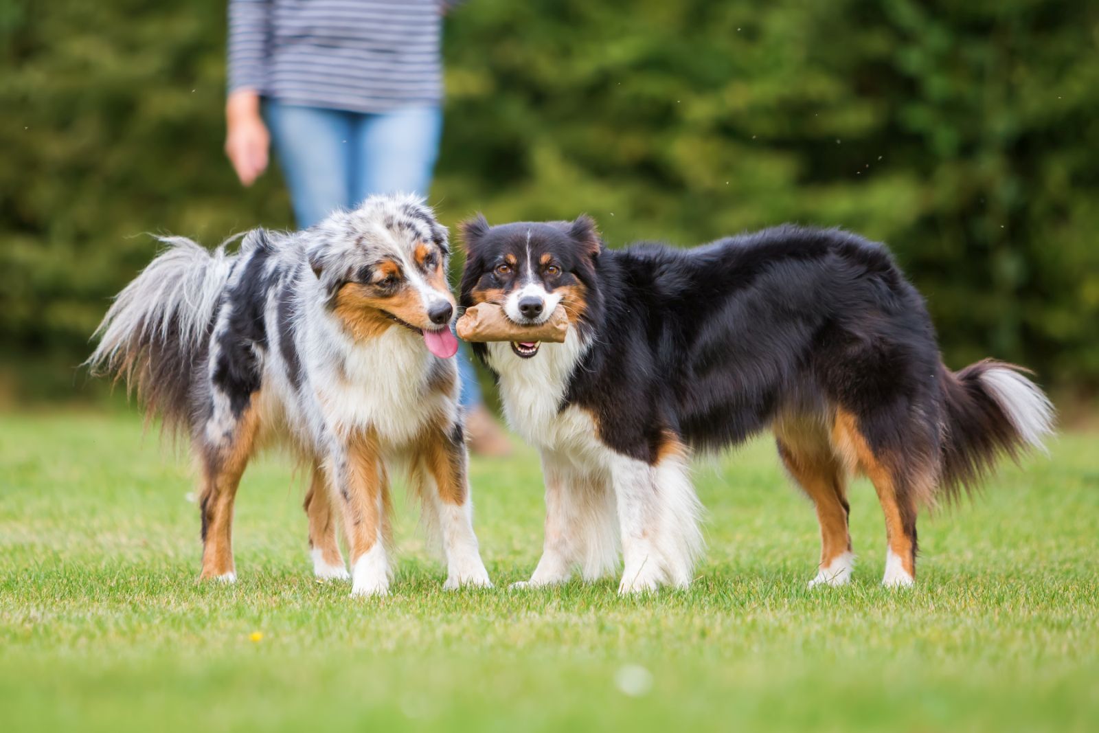 Un chien jaloux veut la friandise de l'autre toutou